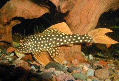 Scobinancistrus aureatus